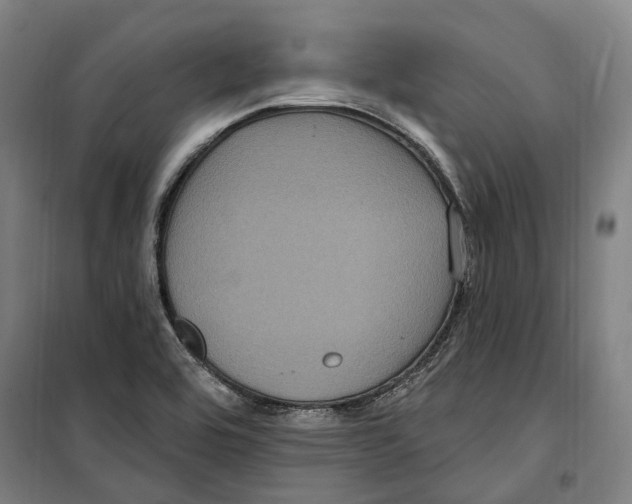 X0000099561464200806061529