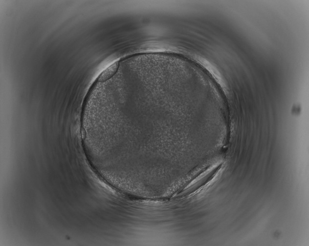 X0000099561465200806061529