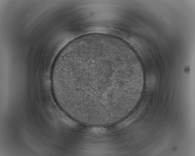 X0000099561466200806061529