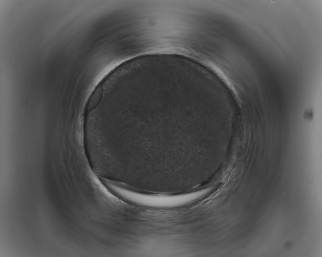 X0000099561468200806061529