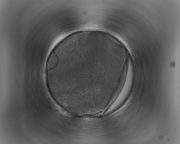 X0000099561469200806061529