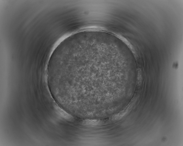 X0000099561474200806061529