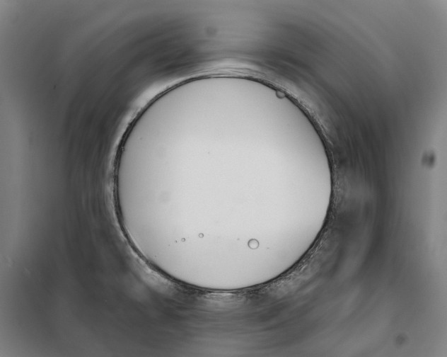 X0000099561478200806061528