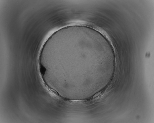 X0000099561488200806061528