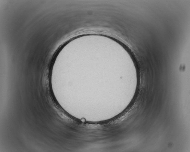 X0000099561498200806061528