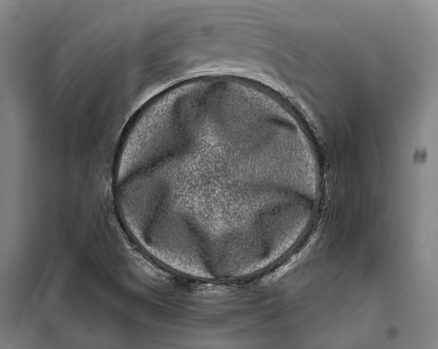 X0000099561505200806061528