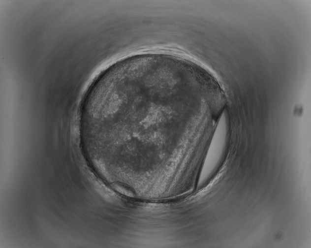 X0000099561506200806061528