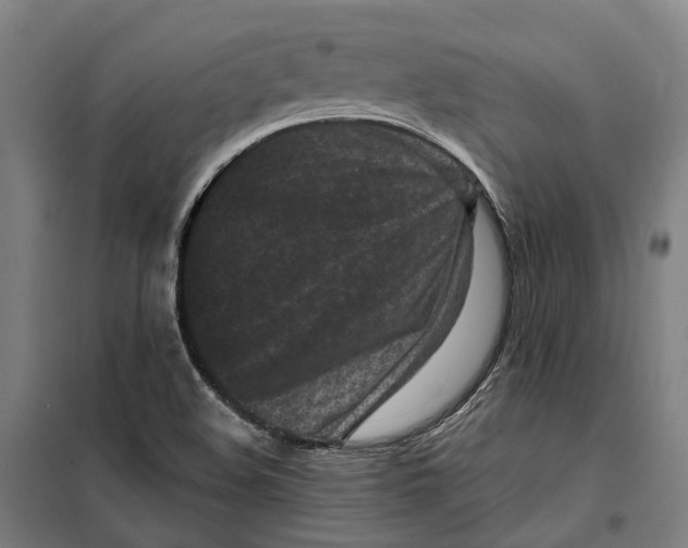 X0000099561508200806061528