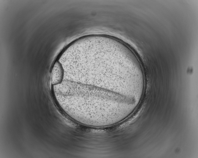 X0000099561509200806061528