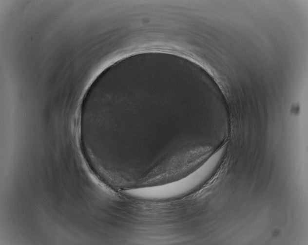 X0000099561515200806061528