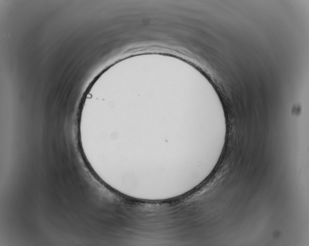 X0000099561518200806061528