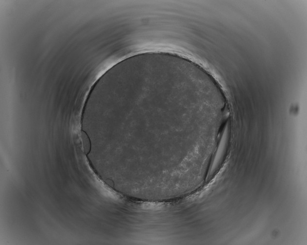 X0000099561521200806061528