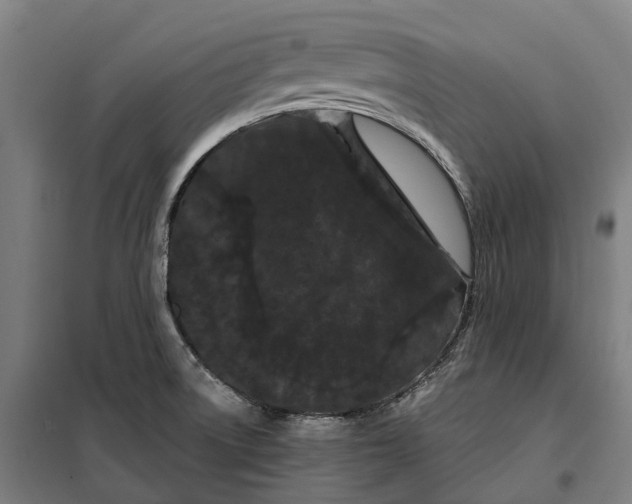 X0000099561522200806061528