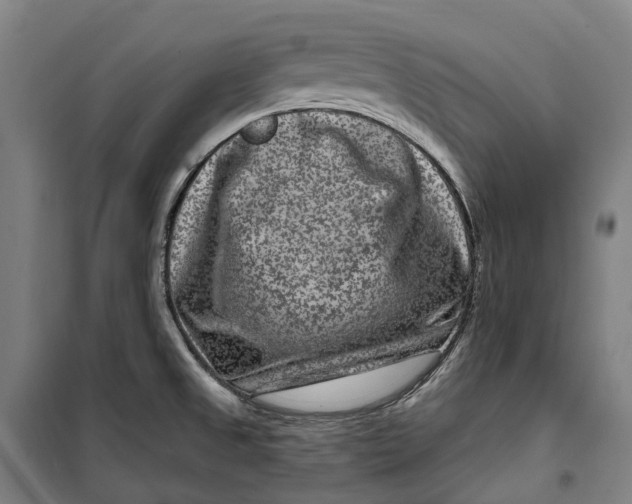 X0000099561525200806061528