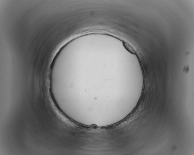 X0000099561526200806061528