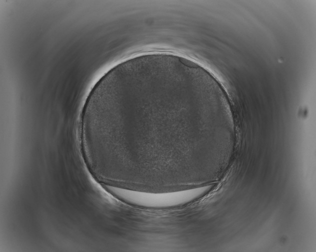 X0000099561527200806061528