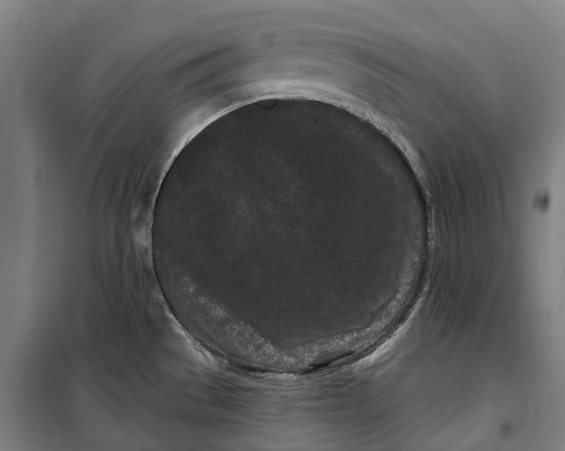 X0000099561529200806061528