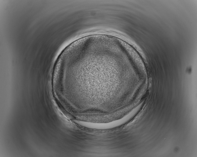 X0000099561530200806061528