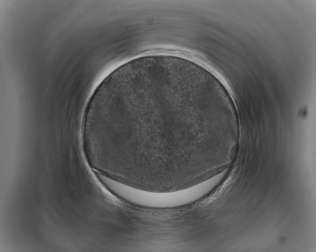 X0000099561533200806061528