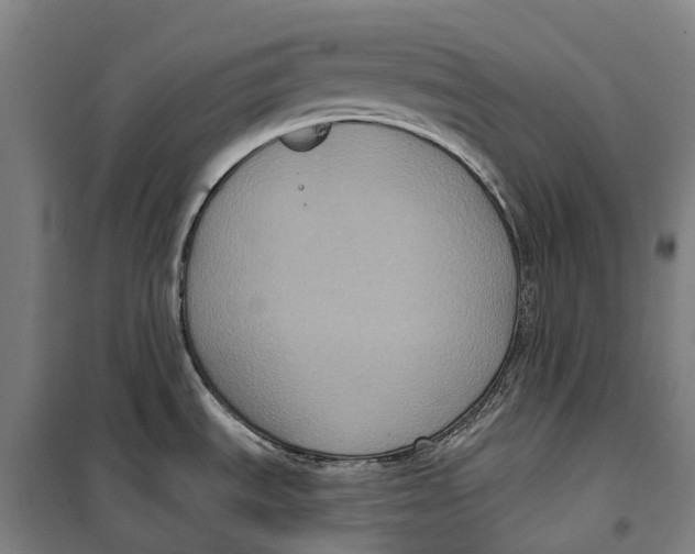 X0000099561535200806061528