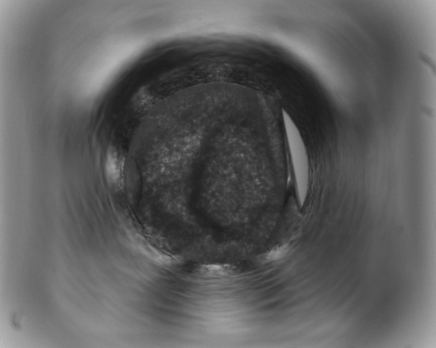 X0000099560239200806131241