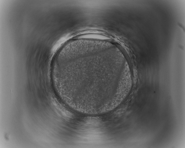 X0000099560296200806131240