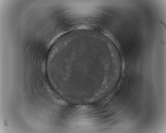 X0000099560297200806131240