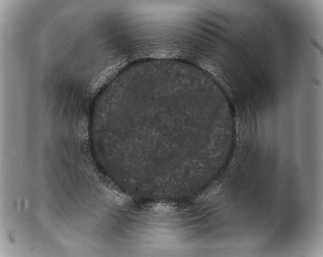 X0000099560303200806131240