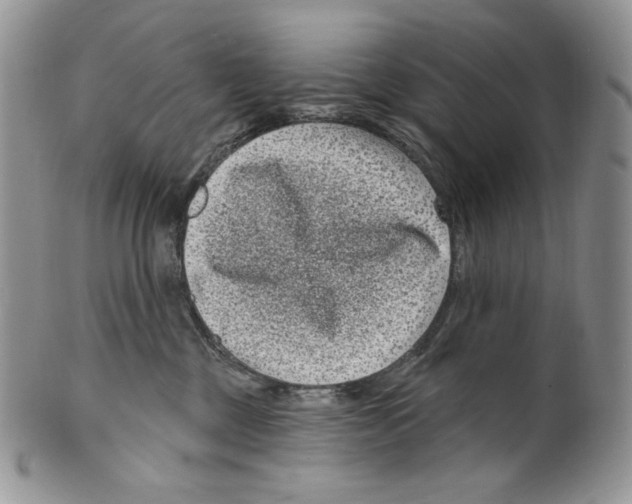 X0000099560377200806131239