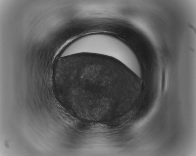 X0000099560387200806131239