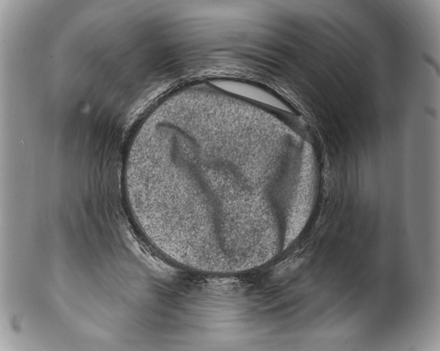 X0000099560446200806131237
