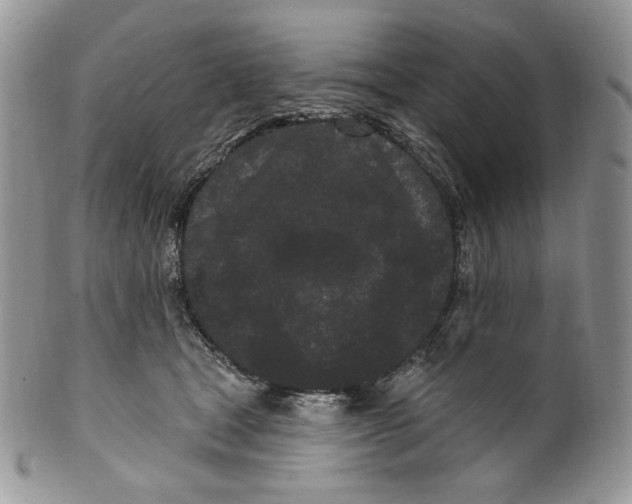 X0000099560465200806131238