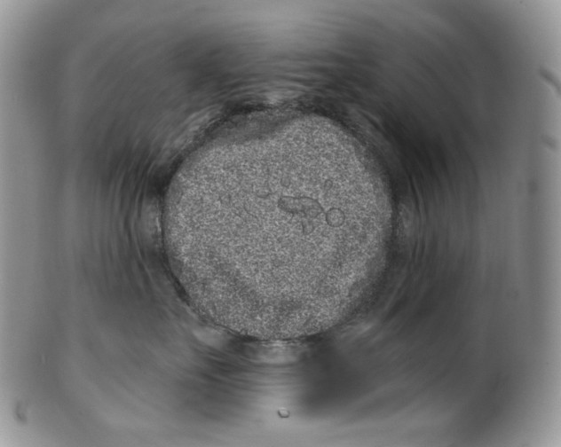 X0000099560527200806131236
