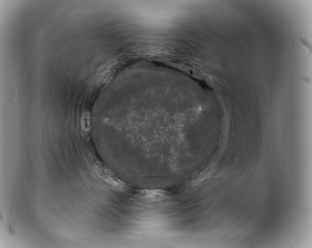 X0000099560528200806131236