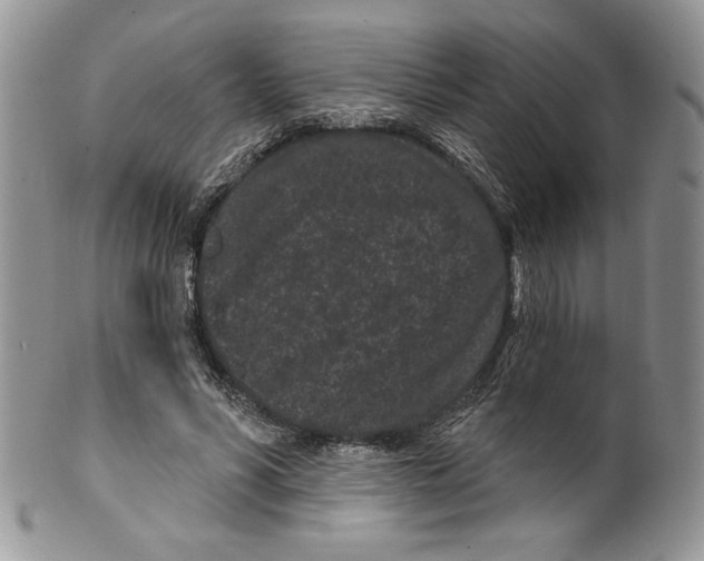 X0000099560590200806131236