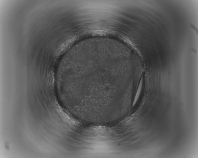 X0000099560637200806131235