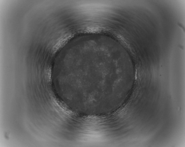 X0000099560640200806131235