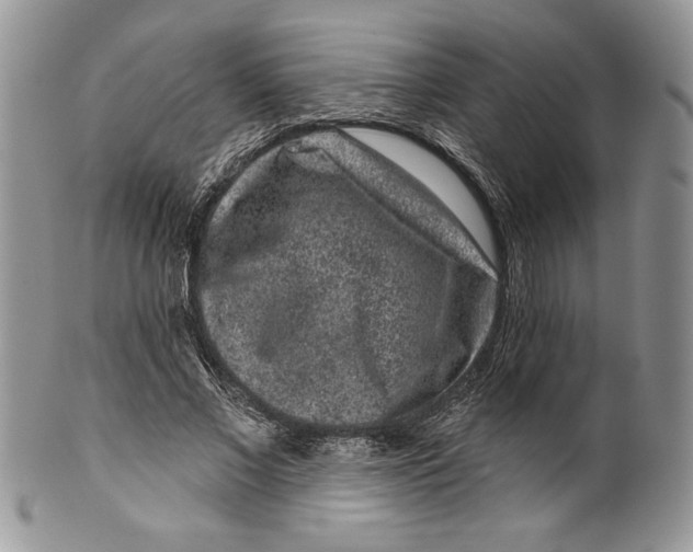 X0000099560685200806131234