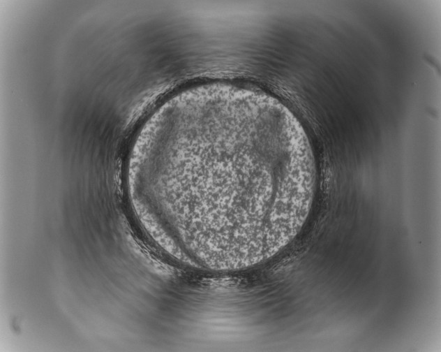 X0000099560688200806131234