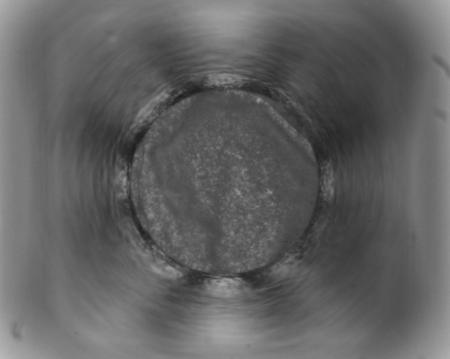 X0000099560716200806131234