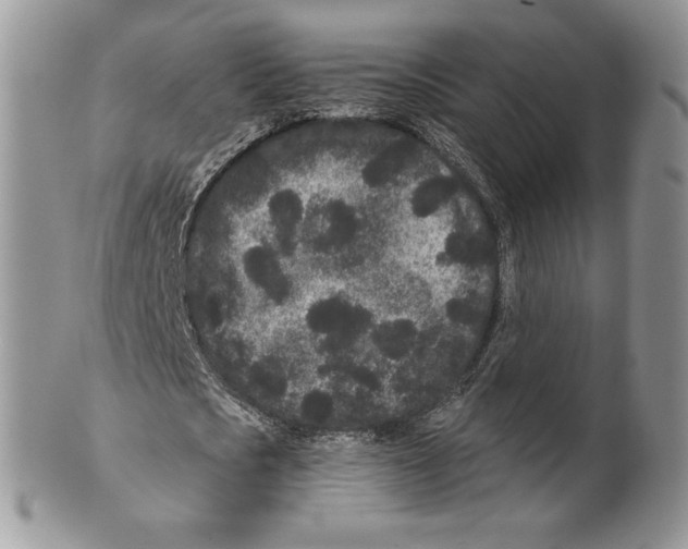 X0000099560721200806131233