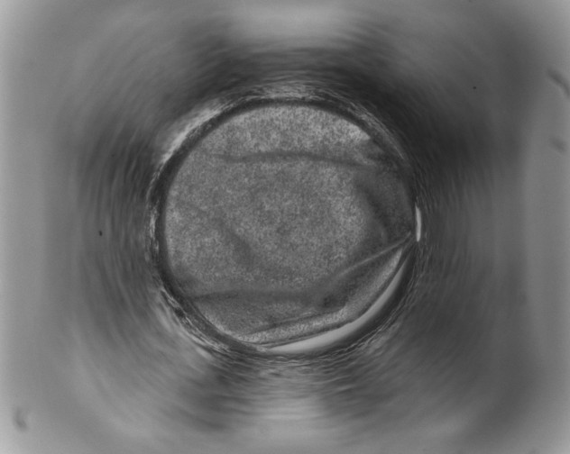 X0000099560723200806131233