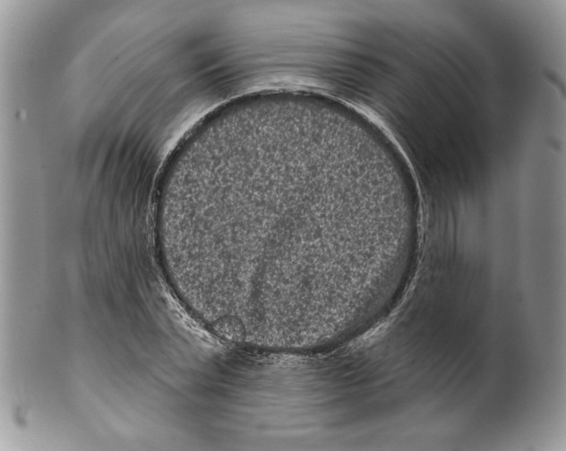 X0000099560783200806131233