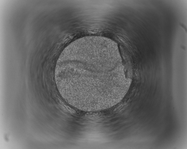 X0000099560817200806131232