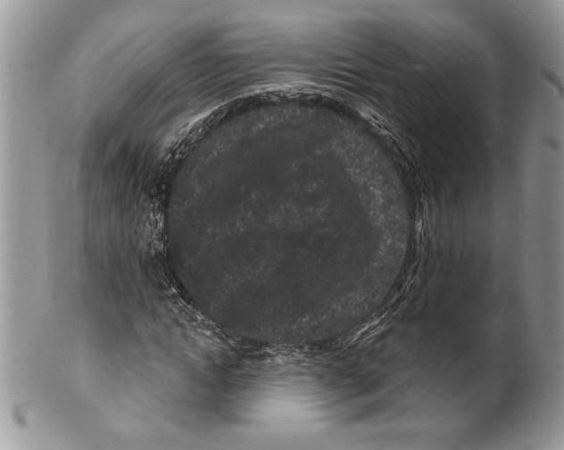 X0000099560822200806131232