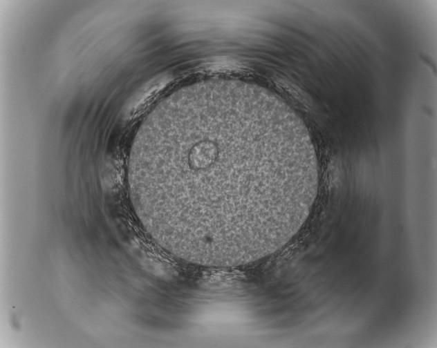 X0000099560824200806131232