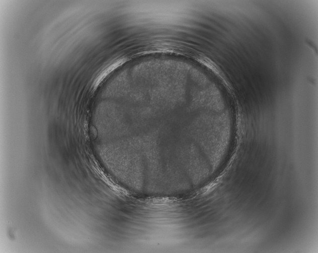 X0000099560826200806131232