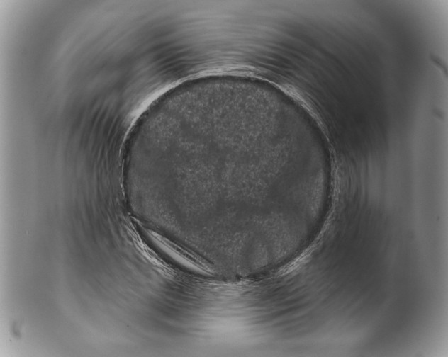 X0000099560830200806131232