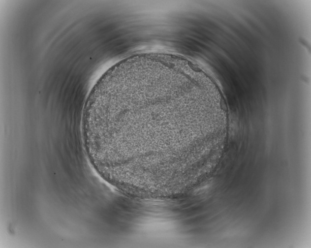 X0000099560863200806131232