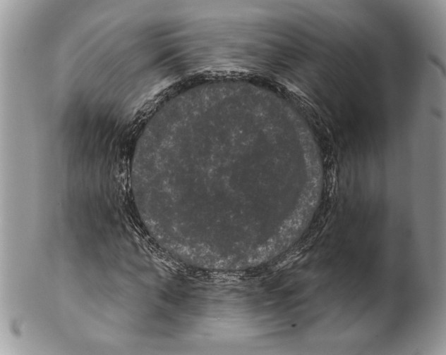 X0000099560870200806131232